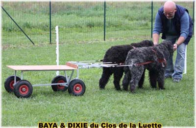 bouvier des flandres et attelage canin - Elevage du Clos de la Luette  -  Copyright depose